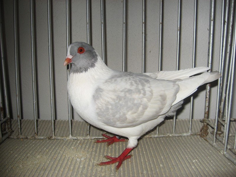 PK modrý šupkatý