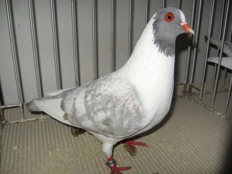 PK