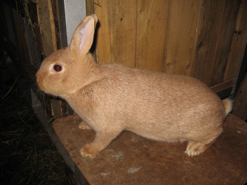 Sž