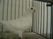 Benešovský holub bílý